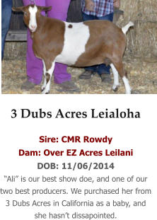 3 Dubs Acres Leialoha Sire: CMR Rowdy Dam: Over EZ Acres Leilani DOB: 11/06/2014 “Ali” is our best show doe, and one of our two best producers. We purchased her from 3 Dubs Acres in California as a baby, and she hasn’t dissapointed.