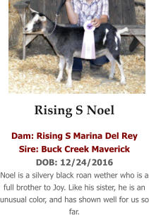 Rising S Noel Dam: Rising S Marina Del Rey Sire: Buck Creek Maverick DOB: 12/24/2016 Noel is a silvery black roan wether who is a full brother to Joy. Like his sister, he is an unusual color, and has shown well for us so far.