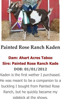 Painted Rose Ranch Kaden Dam: Ahart Acres Taboo Sire: Painted Rose Ranch Kade DOB: 01/01/2012 Kaden is the first wether I purchased. He was meant to be a companion to a buckling I bought from Painted Rose Ranch, but he quickly became my sidekick at the shows.