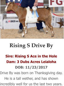 Rising S Drive By Sire: Rising S Ace in the Hole Dam: 3 Dubs Acres Leialoha DOB: 11/23/2017 Drive By was born on Thanksgiving day. He is a tall wether, and has shown incredibly well for us the last two years.