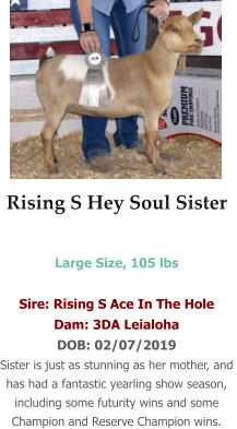 Rising S Hey Soul Sister  Large Size, 105 lbs   Sire: Rising S Ace In The Hole Dam: 3DA Leialoha DOB: 02/07/2019 Sister is just as stunning as her mother, and  has had a fantastic yearling show season, including some futurity wins and some Champion and Reserve Champion wins.