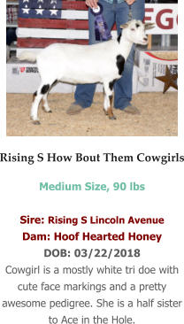 Rising S How Bout Them Cowgirls Medium Size, 90 lbs  Sire: Rising S Lincoln Avenue Dam: Hoof Hearted Honey DOB: 03/22/2018 Cowgirl is a mostly white tri doe with cute face markings and a pretty awesome pedigree. She is a half sister to Ace in the Hole.