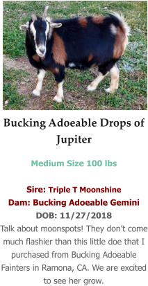 Bucking Adoeable Drops of Jupiter Medium Size 100 lbs   Sire: Triple T Moonshine Dam: Bucking Adoeable Gemini DOB: 11/27/2018 Talk about moonspots! They don’t come much flashier than this little doe that I purchased from Bucking Adoeable Fainters in Ramona, CA. We are excited to see her grow.