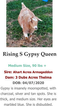 Rising S Gypsy Queen   Sire: Ahart Acres Armageddon Dam: 3 Dubs Acres Thelma DOB: 04/07/2020 Gypsy is insanely moonspotted, with charcoal, silver and tan spots. She is thick, and medium size. Her eyes are marbled blue. She is disbudded. Medium Size, 90 lbs +