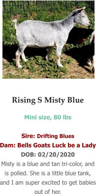 Rising S Misty Blue Mini size, 80 lbs   Sire: Drifting Blues Dam: Bells Goats Luck be a Lady DOB: 02/20/2020 Misty is a blue and tan tri-color, and is polled. She is a little blue tank, and I am super excited to get babies out of her.