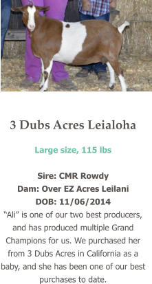 3 Dubs Acres Leialoha Large size, 115 lbs   Sire: CMR Rowdy Dam: Over EZ Acres Leilani DOB: 11/06/2014 “Ali” is one of our two best producers, and has produced multiple Grand Champions for us. We purchased her from 3 Dubs Acres in California as a baby, and she has been one of our best purchases to date.