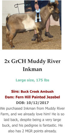 2x GrCH Muddy River Inkman Large size, 175 lbs   Sire: Buck Creek Ambush Dam: Fern Hill Painted Jezebel DOB: 10/12/2017 We purchased Inkman from Muddy River Farm, and we already love him! He is so laid back, despite being a very large buck, and his pedigree is fantastic. He also has 2 MGR points already.