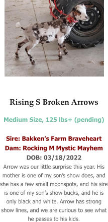 Rising S Broken Arrows Medium Size, 125 lbs+ (pending)  Sire: Bakken’s Farm Braveheart Dam: Rocking M Mystic Mayhem DOB: 03/18/2022 Arrow was our little surprise this year. His mother is one of my son’s show does, and she has a few small moonspots, and his sire is one of my son’s show bucks, and he is only black and white. Arrow has strong show lines, and we are curious to see what he passes to his kids.