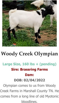 Woody Creek Olympian Large Size, 160 lbs + (pending) Sire: Brassring Farms  Dam:  DOB: 02/04/2022 Olympian comes to us from Woody Creek Farms in Marshall County TN. He comes from a long line of old Myotonic bloodlines.