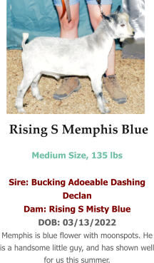 Rising S Memphis Blue Medium Size, 135 lbs   Sire: Bucking Adoeable Dashing Declan Dam: Rising S Misty Blue DOB: 03/13/2022 Memphis is blue flower with moonspots. He is a handsome little guy, and has shown well for us this summer.