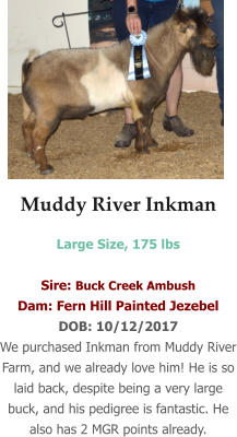 Muddy River Inkman Large Size, 175 lbs   Sire: Buck Creek Ambush Dam: Fern Hill Painted Jezebel DOB: 10/12/2017 We purchased Inkman from Muddy River Farm, and we already love him! He is so laid back, despite being a very large buck, and his pedigree is fantastic. He also has 2 MGR points already.
