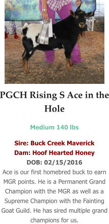 PGCH Rising S Ace in the Hole Medium 140 lbs   Sire: Buck Creek Maverick Dam: Hoof Hearted Honey DOB: 02/15/2016 Ace is our first homebred buck to earn MGR points. He is a Permanent Grand Champion with the MGR as well as a Supreme Champion with the Fainting Goat Guild. He has sired multiple grand champions for us.