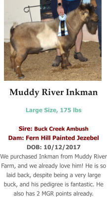 Muddy River Inkman Large Size, 175 lbs   Sire: Buck Creek Ambush Dam: Fern Hill Painted Jezebel DOB: 10/12/2017 We purchased Inkman from Muddy River Farm, and we already love him! He is so laid back, despite being a very large buck, and his pedigree is fantastic. He also has 2 MGR points already.