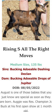 Rising S All The Right Moves Medium Size, 135 lbs Sire: Bucking Adoeable Dashing Declan  Dam: Bucking Adoeable Drops of Jupiter DOB: 08/05/2022 August is one of those babies that you just know are special as soon as they are born. Auggie was Res. Champion Jr. Buck at his first open show at 1 month old.
