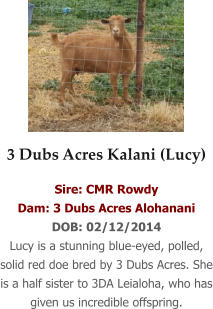 3 Dubs Acres Kalani (Lucy) Sire: CMR Rowdy Dam: 3 Dubs Acres Alohanani DOB: 02/12/2014 Lucy is a stunning blue-eyed, polled, solid red doe bred by 3 Dubs Acres. She is a half sister to 3DA Leialoha, who has given us incredible offspring.