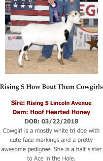 Rising S How Bout Them Cowgirls Sire: Rising S Lincoln Avenue Dam: Hoof Hearted Honey DOB: 03/22/2018 Cowgirl is a mostly white tri doe with cute face markings and a pretty awesome pedigree. She is a half sister to Ace in the Hole.