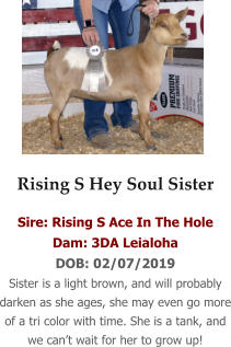 Rising S Hey Soul Sister Sire: Rising S Ace In The Hole Dam: 3DA Leialoha DOB: 02/07/2019 Sister is a light brown, and will probably darken as she ages, she may even go more of a tri color with time. She is a tank, and we can’t wait for her to grow up!