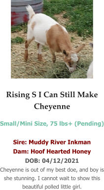 Rising S I Can Still Make Cheyenne Small/Mini Size, 75 lbs+ (Pending)  Sire: Muddy River Inkman Dam: Hoof Hearted Honey DOB: 04/12/2021 Cheyenne is out of my best doe, and boy is she stunning. I cannot wait to show this beautiful polled little girl.