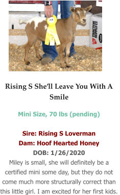 Rising S She’ll Leave You With A Smile Mini Size, 70 lbs (pending)  Sire: Rising S Loverman Dam: Hoof Hearted Honey DOB: 1/26/2020 Miley is small, she will definitely be a certified mini some day, but they do not come much more structurally correct than this little girl. I am excited for her first kids.