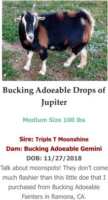 Bucking Adoeable Drops of Jupiter Medium Size 100 lbs   Sire: Triple T Moonshine Dam: Bucking Adoeable Gemini DOB: 11/27/2018 Talk about moonspots! They don’t come much flashier than this little doe that I purchased from Bucking Adoeable Fainters in Ramona, CA.