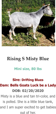 Rising S Misty Blue Mini size, 80 lbs   Sire: Drifting Blues Dam: Bells Goats Luck be a Lady DOB: 02/20/2020 Misty is a blue and tan tri-color, and is polled. She is a little blue tank, and I am super excited to get babies out of her.