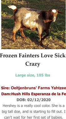 Sire: Oeltjenbruns' Farms Yahtzee Dam:Hush Hills Esperanza de la Fe DOB: 02/12/2020 Hershey is a really cool color. She is a big tall doe, and is starting to fill out. I can’t wait for her first set of babies.  Frozen Fainters Love Sick Crazy Large size, 105 lbs
