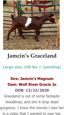 Jamcin’s Graceland Large size, 100 lbs + (pending)  Sire: Jamcin’s Magnum Dam: Wolf River Gracie Jo DOB: 12/22/2020 Graceland is out of some fantastic bloodlines, and she is drop dead gorgeous. I knew the minute I saw her in a video that I wanted to own her.