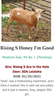 Rising S Honey I’m Good Medium Size, 95 lbs + (Pending)  Sire: Rising S Ace in the Hole Dam: 3DA Leialoha DOB: 01/29/2021 “Andy” was a linebreeding expiriment, and I think it worked! She is solid red and polled, and is just a massive, long, elegant little girl.