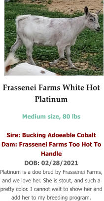 Frassenei Farms White Hot Platinum Medium size, 80 lbs  Sire: Bucking Adoeable Cobalt Dam: Frassenei Farms Too Hot To Handle DOB: 02/28/2021 Platinum is a doe bred by Frassenei Farms, and we love her. She is stout, and such a pretty color. I cannot wait to show her and add her to my breeding program.
