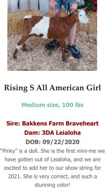Rising S All American Girl Medium size, 100 lbs   Sire: Bakkens Farm Braveheart Dam: 3DA Leialoha DOB: 09/22/2020 “Pinky” is a doll. She is the first mini-me we have gotten out of Leialoha, and we are excited to add her to our show string for 2021. She is very correct, and such a stunning color!