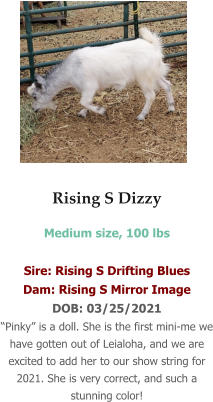 Rising S Dizzy Medium size, 100 lbs  Sire: Rising S Drifting Blues Dam: Rising S Mirror Image DOB: 03/25/2021 “Pinky” is a doll. She is the first mini-me we have gotten out of Leialoha, and we are excited to add her to our show string for 2021. She is very correct, and such a stunning color!